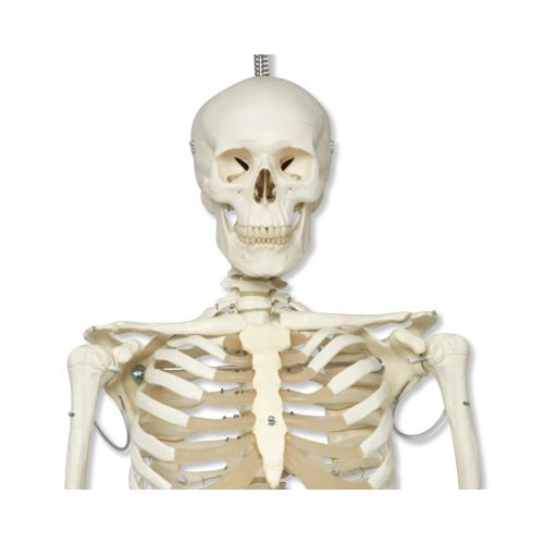 Human skjelettmodell, fleksibel, m/leddbevegelser 