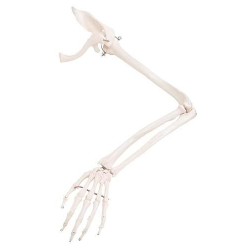 Armmodell, skjelett med skulderblad og kragebein 