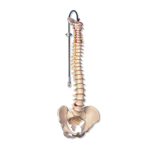 Anatomisk modell av fleksibel ryggrad 