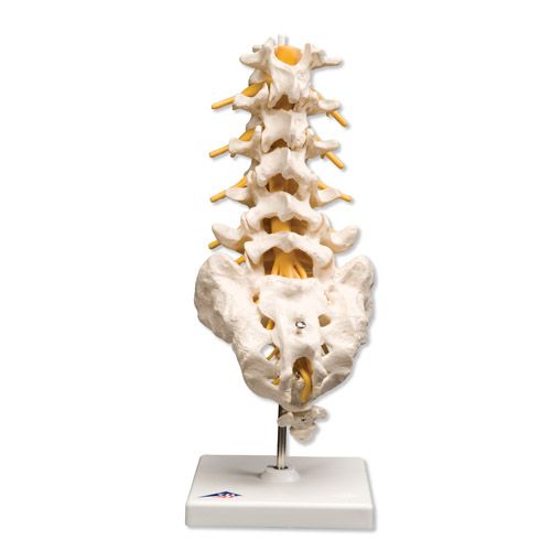 Ryggrad, lumbalsegment m/sacrum fra 3B Scientific