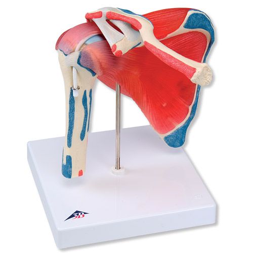 Skulderledd med rotatorcuff, 5 deler. fra 3B Scientific