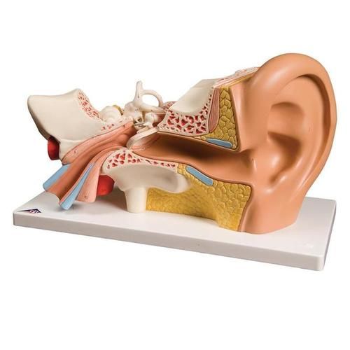 Øre, anatomisk bordmodell i 4 deler. 