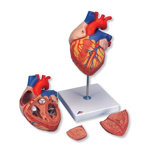 Anatomisk modell av hjerte 2:1, fire deler 