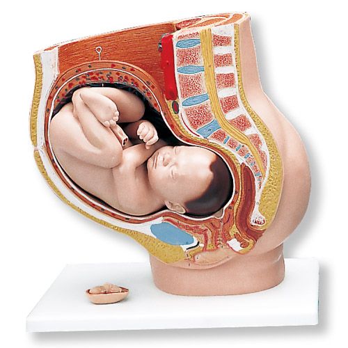 Anatomisk modell av bekken, med dukke 