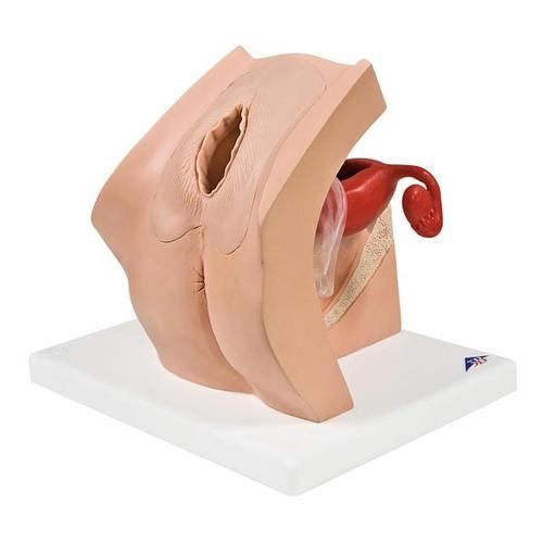 Anatomisk modell av underliv for undervisning i gynekologi 