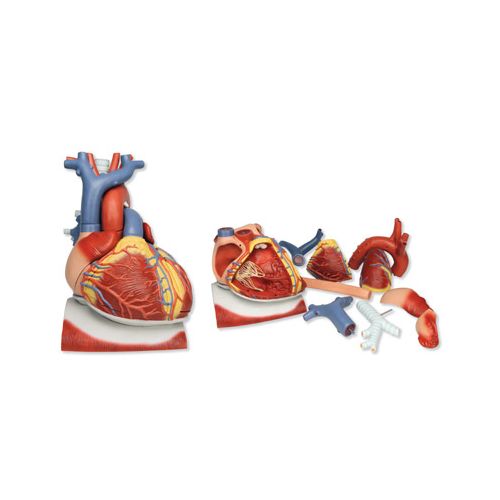 Anatomisk modell av hjerte 3:1, med diafragma, ti deler 