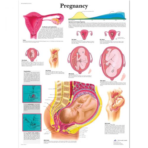 Anatomisk plansje om graviditet 