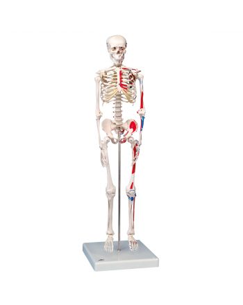 Human skjelettmodell mini med muskler (80 cm) fra 3B Scientific