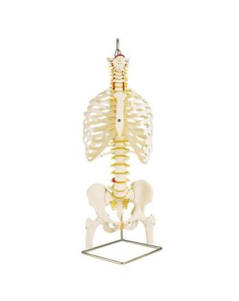 Fleksibel ryggrad med ribben, bekken og femur fra 3B Scientific