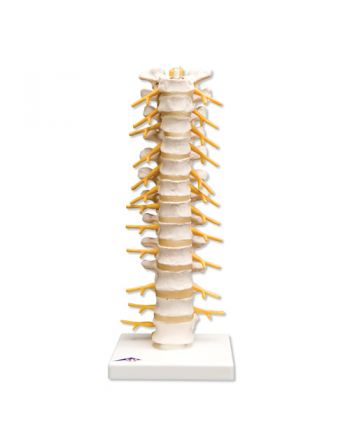 Ryggrad, thorakalsegment fra 3B Scientific