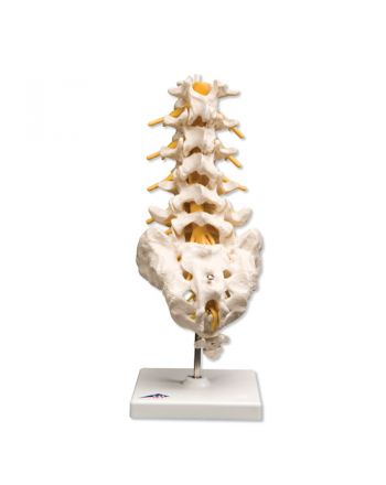 Ryggrad, lumbalsegment m/sacrum fra 3B Scientific