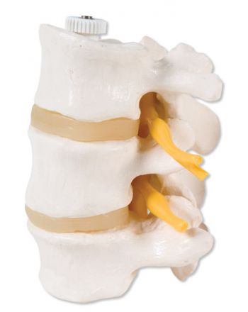 Ryggrad, lumbalsegment, tre virvler fra 3B Scientific