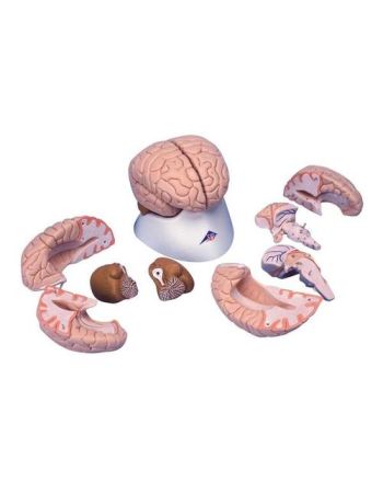 Naturtro modell av hjerne, 8 deler fra 3B Scientific