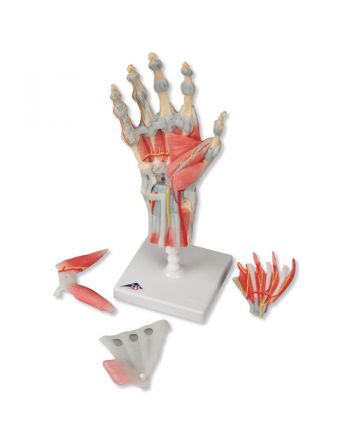 Håndmodell med ligamenter og muskler 