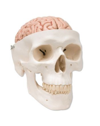 Anatomisk modell, kranie med 5-dels hjerne 