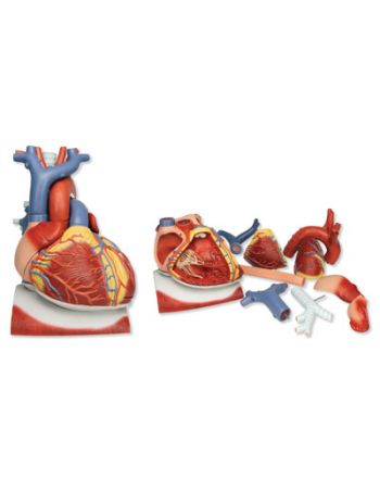 Anatomisk modell av hjerte 3:1, med diafragma, ti deler 