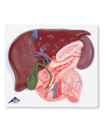 Lever med galleblære, pankreas og duodenum fra 3B Scientific