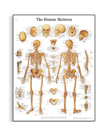 Anatomisk plansje om skjelettsystemet fra 3B Scientific