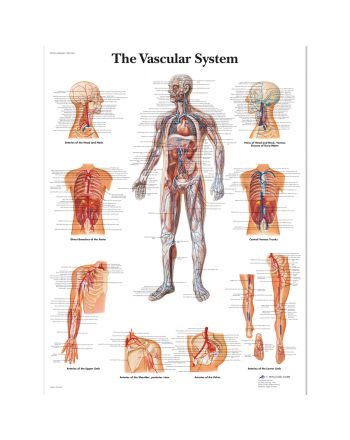 Anatomisk plansje av det vaskulære systemet 